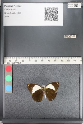 Media type: image;   Entomology 131557